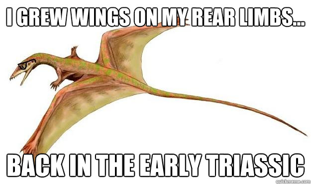 I grew wings on my rear limbs... back in the early triassic  Hipster Sharovipteryx