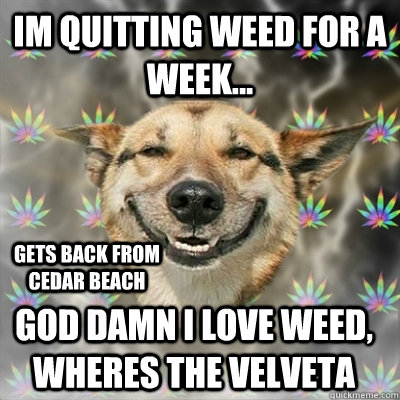 Im quitting weed for a week... god damn i love weed, wheres the velveta gets back from cedar beach  Stoner Dog