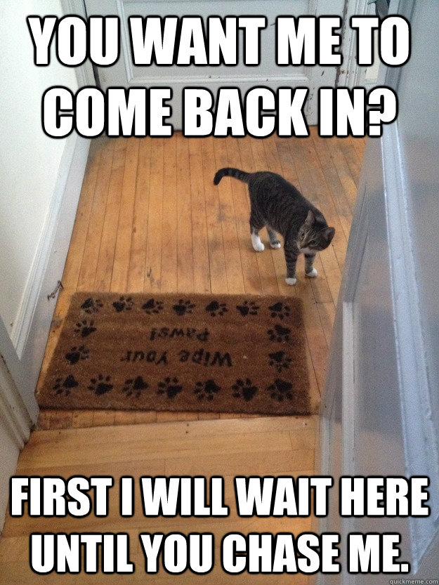 You want me to come back in? First I will wait here until you chase me. - You want me to come back in? First I will wait here until you chase me.  Scumbag Cat