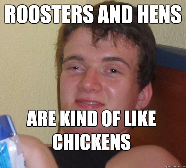 ROOSTERS AND HENS ARE KIND OF LIKE CHICKENS  10 Guy