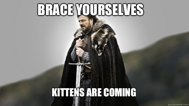 Brace yourselves Kittens are coming  Ned stark winter is coming