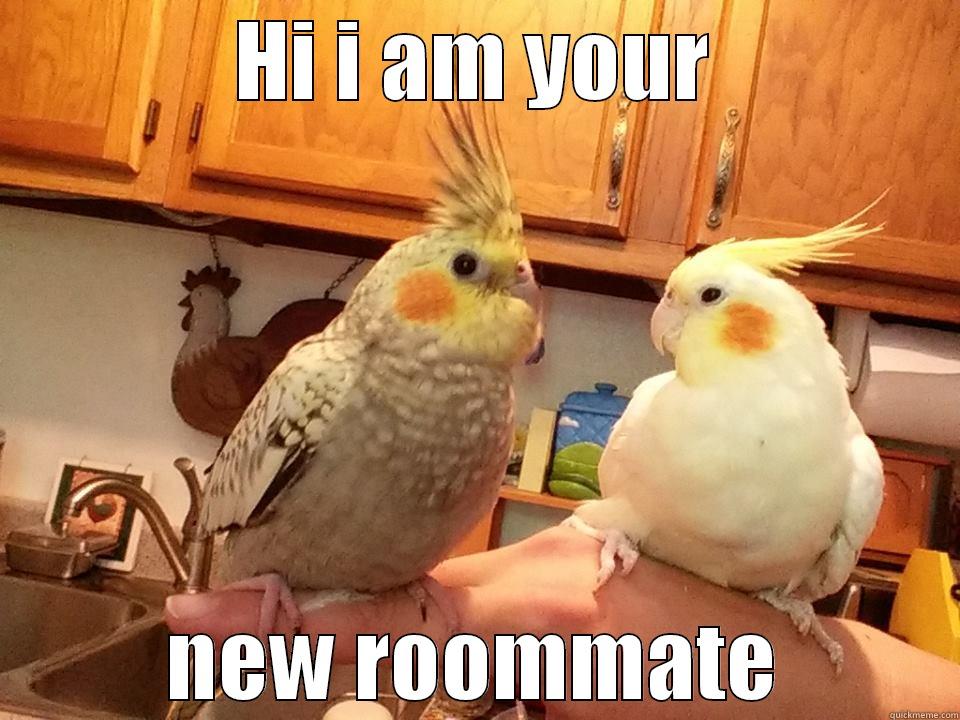 HI I AM YOUR NEW ROOMMATE Misc