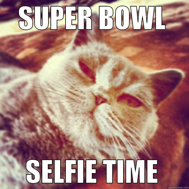 Super Bowl Cat quickmeme