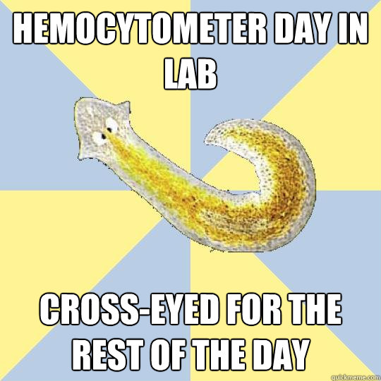 hemocytometer day in lab cross-eyed for the rest of the day  Bio Major Planarian