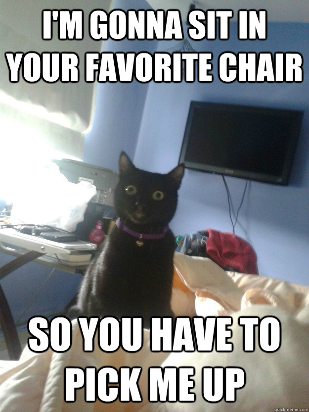 i'm gonna sit in your favorite chair so you have to pick me up  overly attached cat