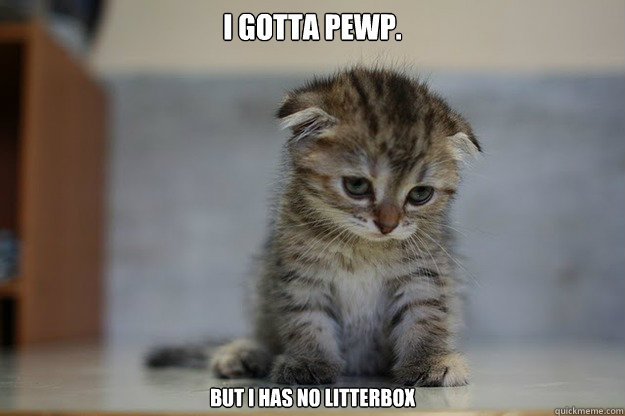 I gotta pewp. But I has no litterbox  Sad Kitten