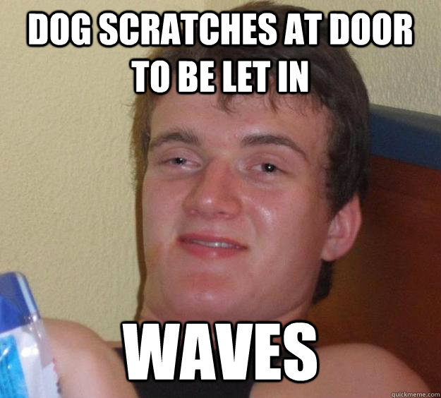 Dog scratches at door to be let in Waves  10 Guy