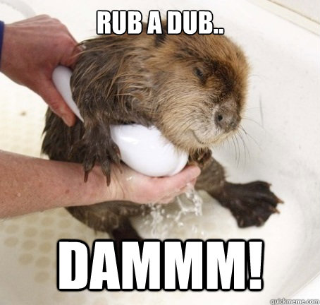 rub a dub.. dammm! - rub a dub.. dammm!  Ridiculously Photogenic Beaver