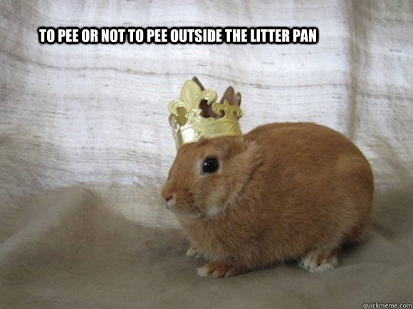 to pee or not to pee outside the litter pan  Renaissance Rabbit