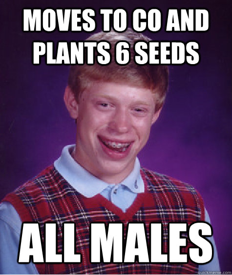 Moves to CO and plants 6 seeds all males  Bad Luck Brian