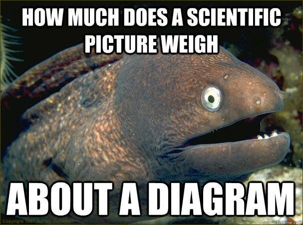 how much does a scientific picture weigh about a Diagram  Bad Joke Eel