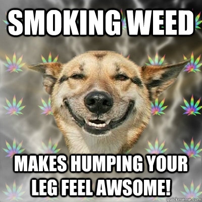 Smoking Weed Makes humping your leg feel awsome!  Stoner Dog