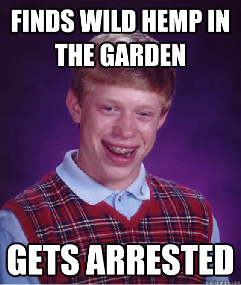 finds wild hemp in the garden gets arrested  Bad Luck Brian