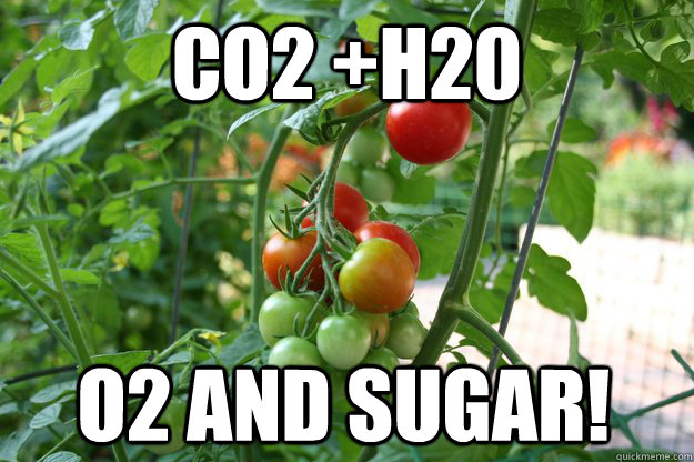 CO2 +H20 O2 and sugar!  