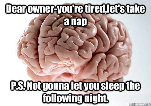 Dear owner-you're tired,let's take a nap P.S. Not gonna let you sleep the following night.   Scumbag Brain