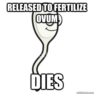 Released to fertilize ovum Dies  Freshman Sperm