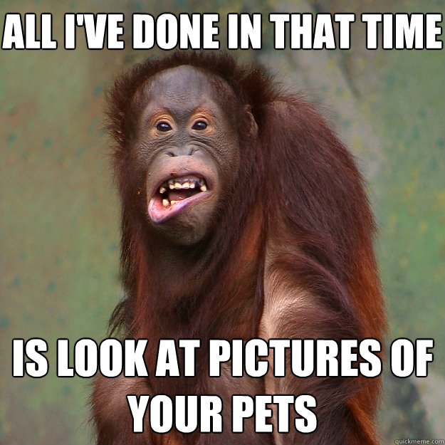 All i've done in that time Is look at pictures of your pets - All i've done in that time Is look at pictures of your pets  Shocked Orangutan