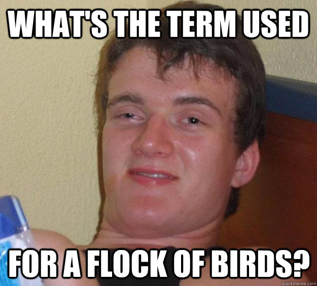 What's the term used for a flock of birds?  10 Guy