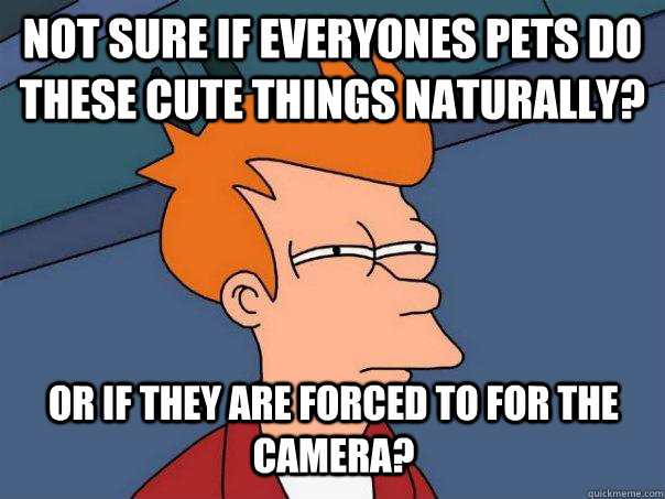 Not sure if everyones pets do these cute things naturally? Or if they are forced to for the camera?  Futurama Fry