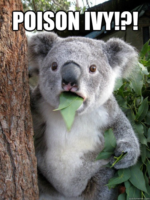 Poison ivy!?! - Poison ivy!?!  koala bear