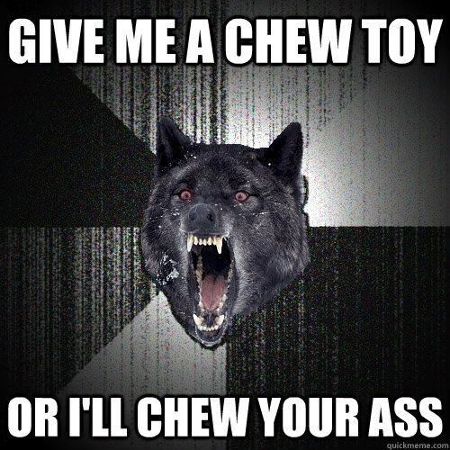 Give me a chew toy or i'll chew your ass - Give me a chew toy or i'll chew your ass  Insanity Wolf