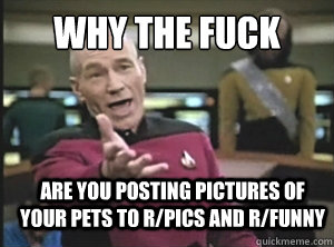 Why the fuck Are you posting pictures of your pets to r/pics and r/funny  Annoyed Picard