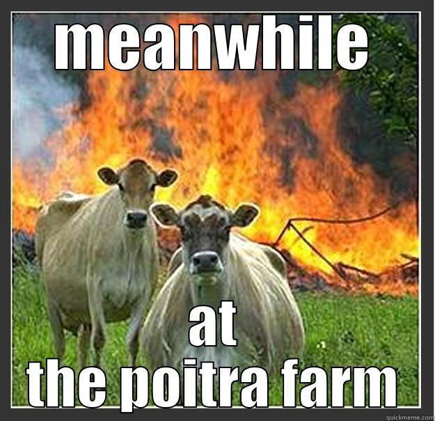 to funny - MEANWHILE AT THE POITRA FARM Evil cows