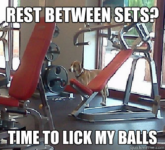 Rest between sets? Time to lick my balls - Rest between sets? Time to lick my balls  Fitness Dog