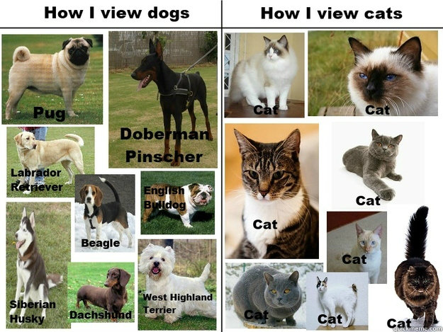   The difference between cats and dogs