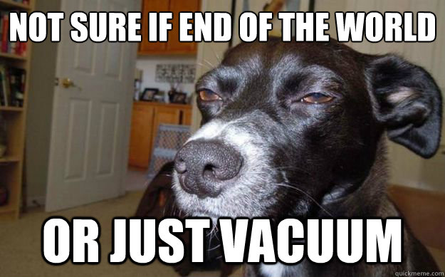 NOT SURE IF END OF THE WORLD OR JUST VACUUM  Skeptical Mutt