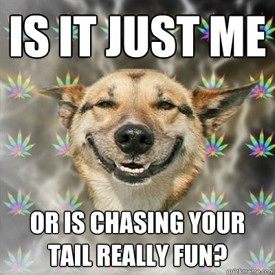 is it just me  or is chasing your tail really fun?  Stoner Dog