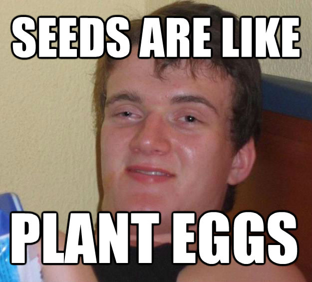 SEEDS ARE LIKE  PLANT EGGS  10 Guy