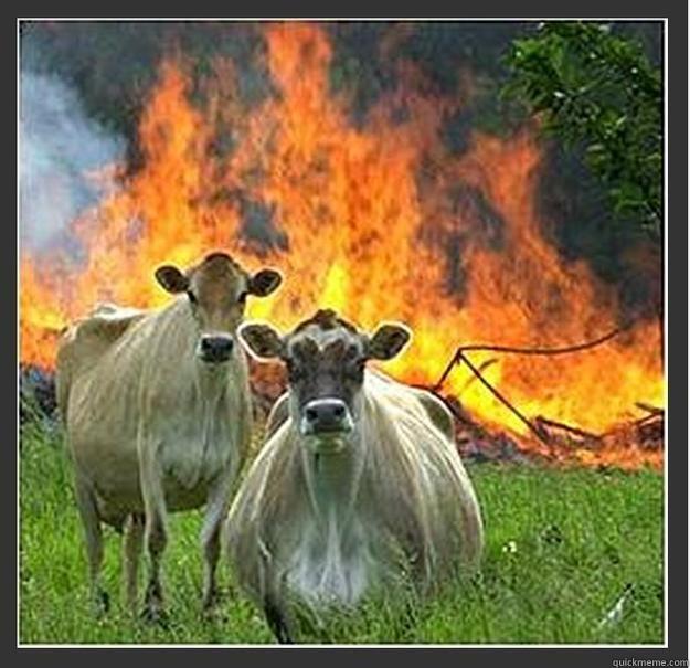 Eita q esse negoçu vai pegá é fogo!! -   Evil cows