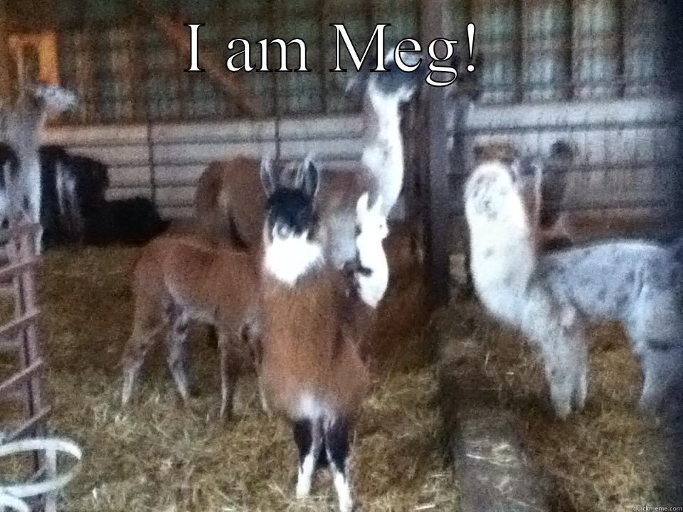 Meg the little llama - I AM MEG!  Misc