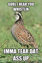 Gurl I hear you whistlin Imma tear dat ass up  Sexually Frustrated Quail