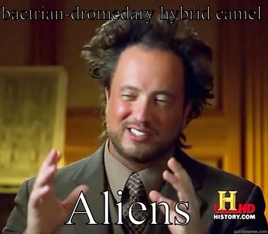 Camelids?  - BACTRIAN-DROMEDARY HYBRID CAMEL  ALIENS Ancient Aliens