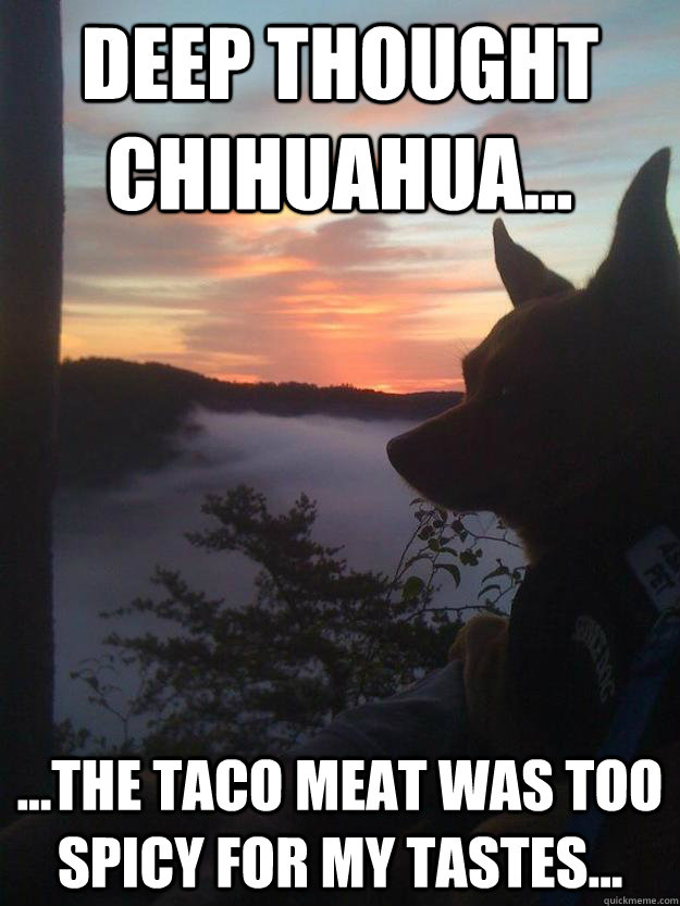 Deep thought Chihuahua... ...the taco meat was too spicy for my tastes...  Deep Thought Chihuahua