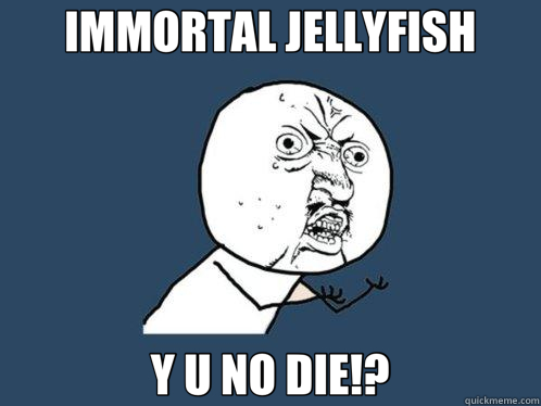 IMMORTAL JELLYFISH Y U NO DIE!?  Y U No