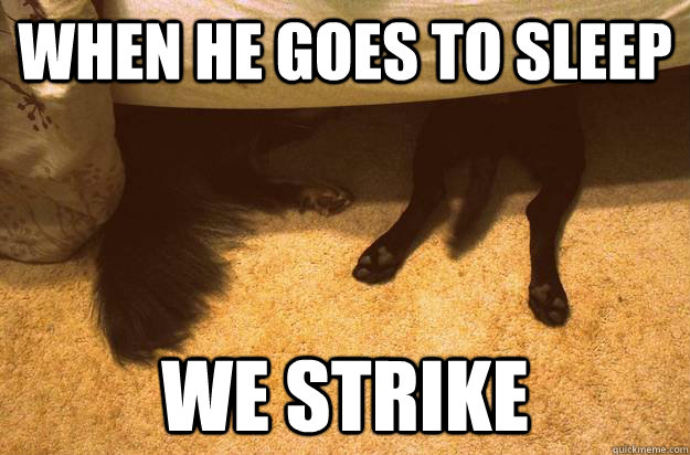 when he goes to sleep we strike - when he goes to sleep we strike  plotting dogs