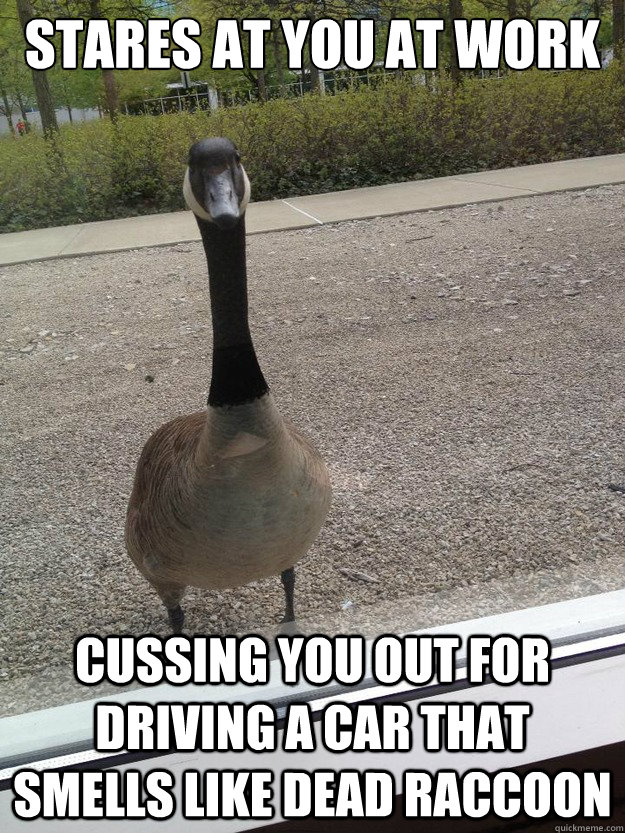 Stares at you at work cussing you out for driving a car that smells like dead raccoon - Stares at you at work cussing you out for driving a car that smells like dead raccoon  Staring Goose