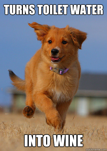 turns toilet water into wine  Ridiculously Photogenic Puppy