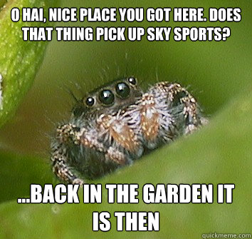 O Hai, nice place you got here. Does that thing pick up sky sports? ...back in the garden it is then  Misunderstood Spider