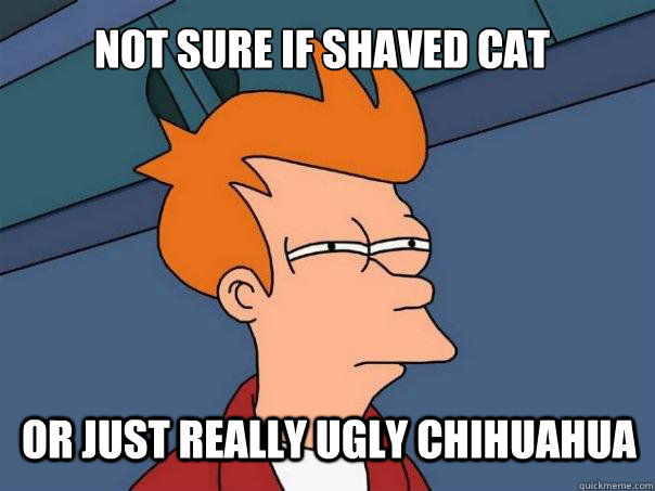 Not sure if shaved cat or just really ugly chihuahua  - Not sure if shaved cat or just really ugly chihuahua   Futurama Fry