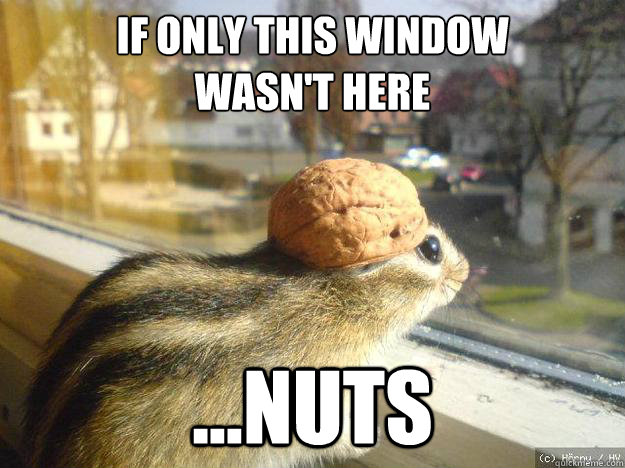 if only this window
wasn't here ...nuts  Adventure Chipmunk