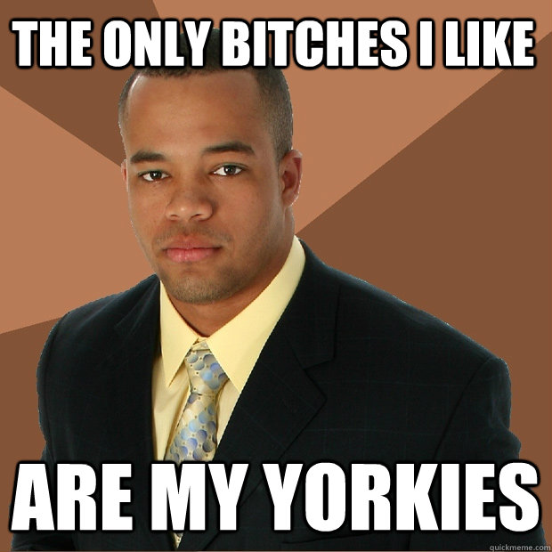 the only bitches i like are my Yorkies   Successful Black Man