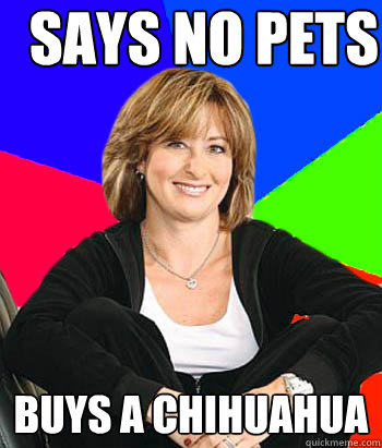 Says no pets buys a chihuahua  Sheltering Suburban Mom