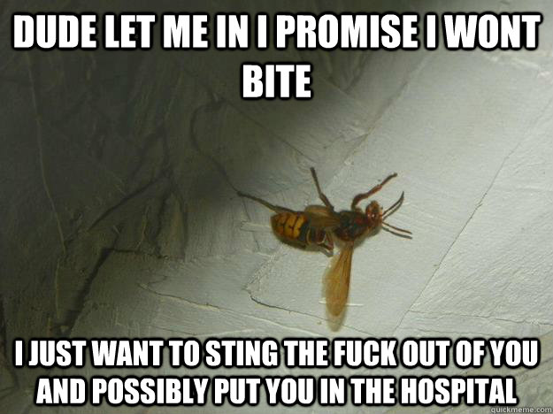 dude let me in i promise i wont bite i just want to sting the fuck out of you and possibly put you in the hospital    smartass hornet