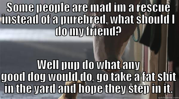 SOME PEOPLE ARE MAD IM A RESCUE INSTEAD OF A PUREBRED, WHAT SHOULD I DO MY FRIEND? WELL PUP DO WHAT ANY GOOD DOG WOULD DO, GO TAKE A FAT SHIT IN THE YARD AND HOPE THEY STEP IN IT. Misc