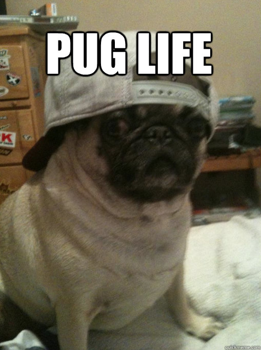  Pug Life  