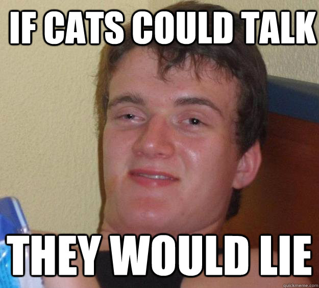 if cats could talk they would lie   10 Guy